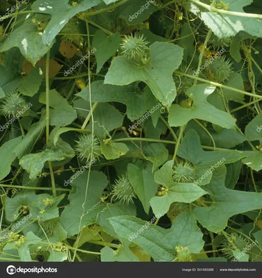 Паслён гулявниковолистный (Solanum sisymbriifolium) - PictureThis