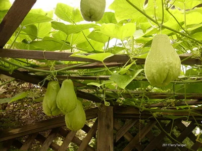 In my yard: Чайот-\"екзотичният\" зеленчук, от който не изхвърляш нищо