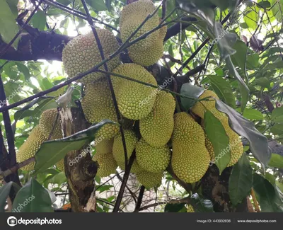 Джекфрут - Artocarpus heterophyllus (MORACEAE) - SMS Marmara Group