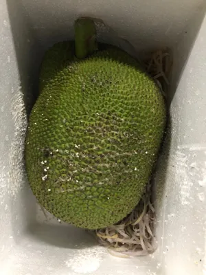 TPA Jackfruit ароматизатор ✓ Цена 70 руб ✓ Купить в г Москва