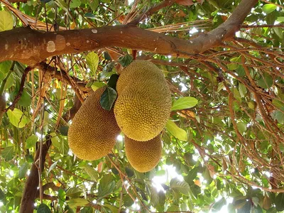 Тарап, Маранг ароматный, купить в Ростове, Artocarpus odoratissimus,  экзотические растения, Плодовые / фруктовые саженцы Купить растения в  Ростове-на-Дону, Интернет-магазин, питомник растений, хвойные и лиственные,  уличные, плодовые и декоративные ...