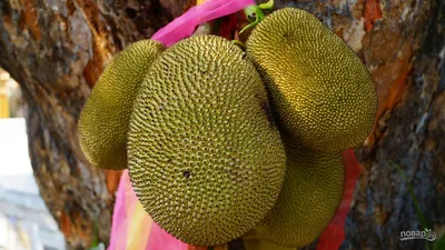 Jackfruit - 16 oz