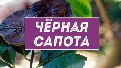 Чёрная сапота – экзотический фрукт или чёрное яблоко из Центральной Америки  - YouTube