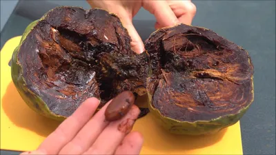 Чёрная сапота (шоколадная хурма)/ Black Sapote (chocolate pudding fruit) -  YouTube