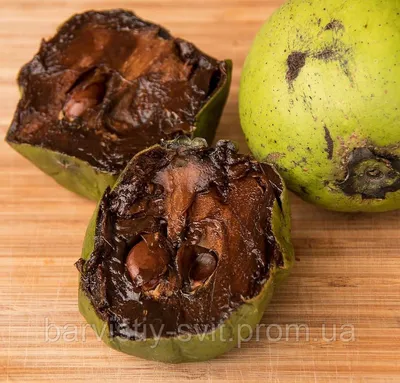 Черная сапота семена Diospyros nigra Black Sapote, цена 300 грн — Prom.ua  (ID#1652344966)