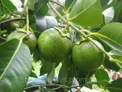 Черная сапота семена Diospyros nigra Black Sapote, цена 300 грн — Prom.ua  (ID#1652344966)