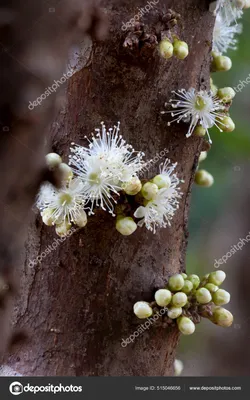 Flower with roots - векторные изображения, Flower with roots картинки -  Страница 5 | Depositphotos