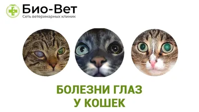 Кровь у кошки 🐈 – причины и как оказать первую помощь – ProPlan.ru