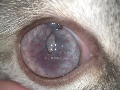 травмы глаз у кошек фото