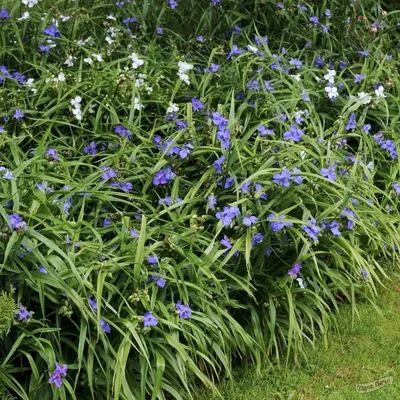 Традесканция Андерсена Блю Стоун (Blue Stone) (Tradescantia x andersoniana  «Blue Stone») - описание сорта, фото, саженцы, посадка, особенности ухода.  Дачная энциклопедия.