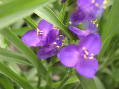 Коллекционный объект БСИ ДВО РАН: Tradescantia virginiana (Традесканция  виргинская)