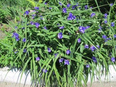 Традесканция (Tradescantia)