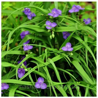 Традесканция (Tradescantia) виргинская фиолетовая, цена 30 грн — Prom.ua  (ID#969492097)