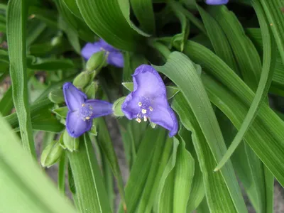 Традесканция (Tradescantia)