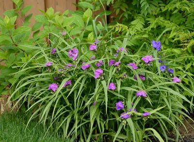 Традесканция 'Innocence' (Tradescantia 'Innocence')