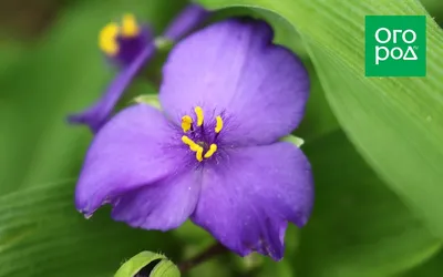 Tradescantia virginiana - Изображение особи - Плантариум