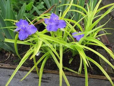 Tradescantia virginiana - Изображение особи - Плантариум