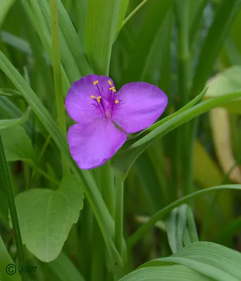 Традесканция (Tradescantia)