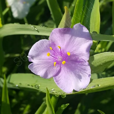 Файл:Spiderwort (Tradescantia virginiana), Roundhay Park.jpg — Википедия