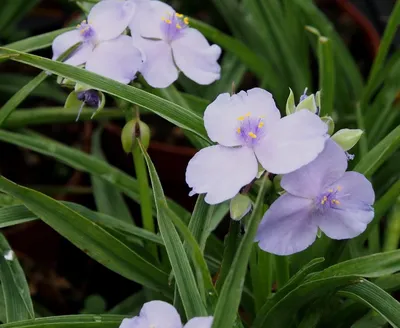 Традесканция виргинская: синий-фиолетовый цветок с тремя лепестками,  Virginia spiderwort - YouTube