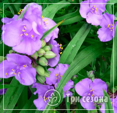 Традесканция (Tradescantia) — описание, выращивание, фото | на LePlants.ru