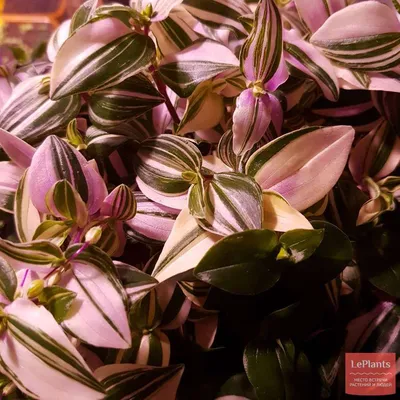 Традесканция (Tradescantia)