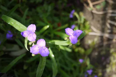 Коллекции растений ЦСБС СО РАН - Tradescantia virginiana L. – Традесканция  виргинская