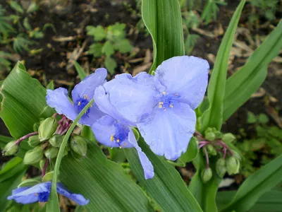 Традесканция (Tradescantia)