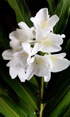 Canna Lily Impressive 2 Bulbs Perennial White Flower Rare Tropical Plant  Home - Ideas of White Flower #WhiteFlower | Lily plants, Garden shrubs,  Trees to plant