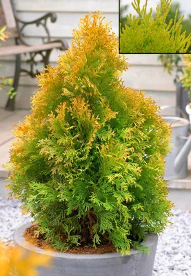 Туя западная Голден Энн Thuja occidentalis Golden Anne | Питомник Тайга