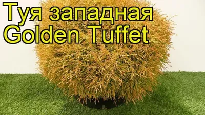 Туя западная Голден Таффет. Краткий обзор, описание характеристик thuja  occidentalis Golden Tuffet - YouTube
