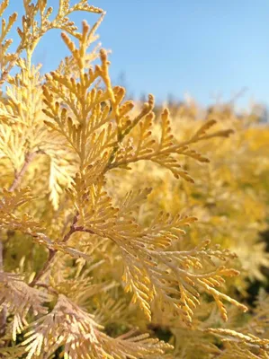 Туя західна 'Єллоу Ріббон' / Thuja occidentalis 'Yellow Ribbon' - Розсадник  декоративних рослин «Зелена Бухта»