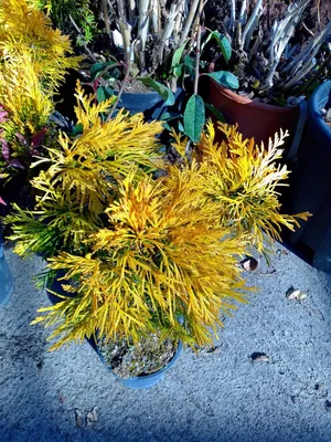 Thuja plicata 'Yellow Ribbon' (Туя Жълта лента)