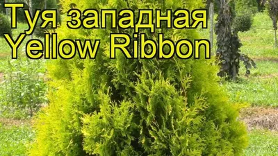 Туя западная Еллоу Риббон. Краткий обзор, описание характеристик thuja  occidentalis Yellow Ribbon - YouTube