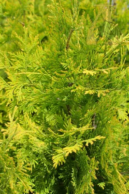 Туя западная Еллоу Рибон (Thuja occidentalis Yellow Ribbon)