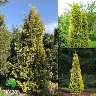 Туя західна (Thuja occidentalis) \"Yellow Ribbon\"/H 200 см/кому