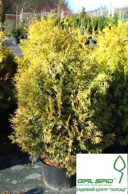 Туя западная 'Йеллоу Риббон' - Thuja occidentalis 'Yellow Ribbon', цена |  ГалСад