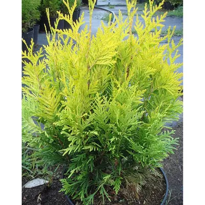 Купить тую западную Еллоу Риббон в Киеве. Саженцы Thuja occidentalis Yellow  Ribbon в контейнерах