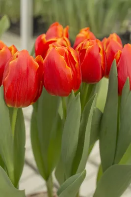 Тюльпан веранди - 25 фото