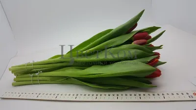 Тюльпан Веранди Tulipa Verandi оптом: купить в Москве от производителя -  питомника ЦветКом
