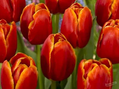 Тюльпан триумф Веранди (Tulip Verandi) - описание сорта, фото, саженцы,  посадка, особенности ухода. Дачная энциклопедия.