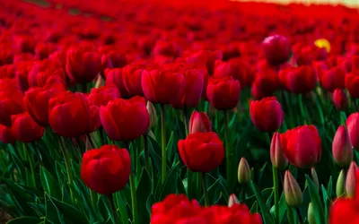Цветы тюльпаны красные - 61 фото