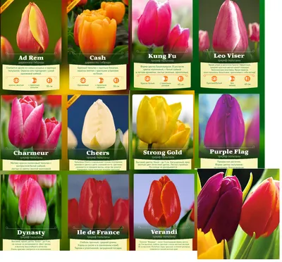 Тюльпаны оптом: продажа, цена в Пинске. Живые цветы и букеты от \"ИП  Пригодич И.В.\" - 33830219