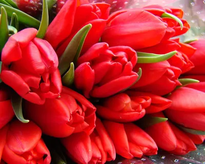 Букет из красных тюльпанов (51 шт) купить с доставкой в интернет-магазине  за 4990р. Позиция № 55