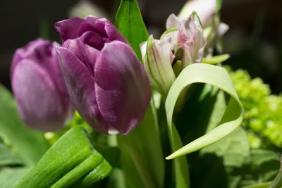 Выгонка тюльпанов к 8 марта в домашних условиях: как вырастить тюльпаны к 8  марта, когда сажать, какие луковицы выбрать | Houzz Россия