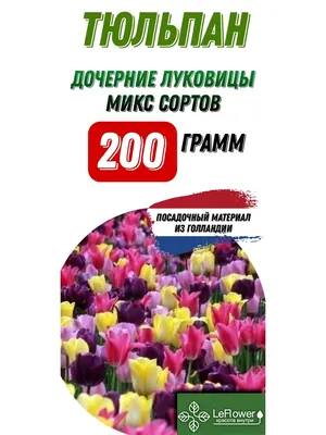 Тюльпаны оптом в Великом Новгороде и Новгородской области - поставки от  производителя