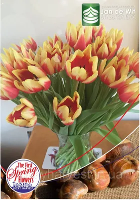 Verandi тюльпан (73 фото) »