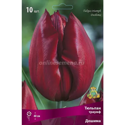Купить тюльпаны к 8 марта оптом от производителя