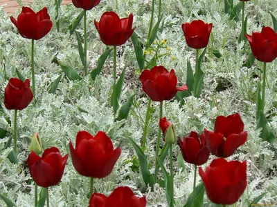 К 8 Марта ульяновские озеленители вырастили 1 млн тюльпанов | Праздники |  АиФ Ульяновск