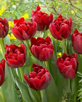 Tulipa 'Scarlet Verona' – Bild kaufen – 12663376 ❘ Friedrich Strauss  Gartenbildagentur